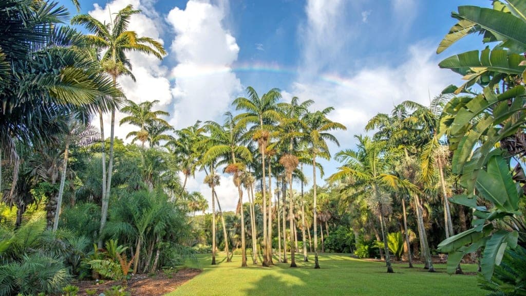 Montgomery Palmetum & Palm Collection
