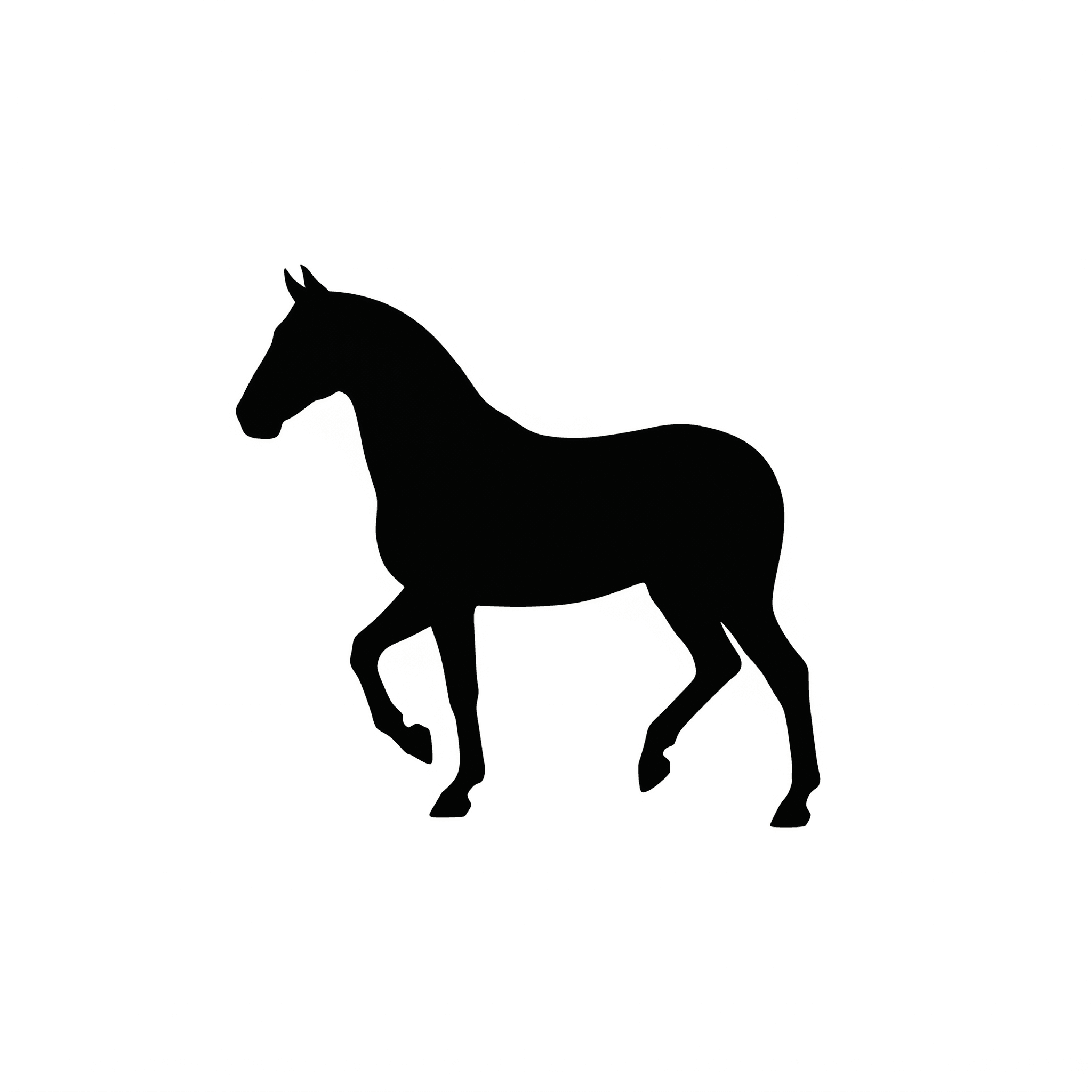 Equestrian Horse